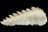 Fossil Cow Shark (Hexanchus) Tooth - Morocco #92618-1